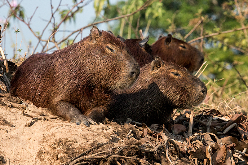 Capybara, Cuiabá River, Porto Jofre, Brazil