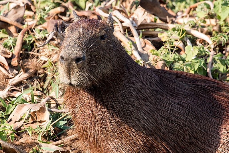 Capybara, Cuiabá River, Porto Jofre, Brazil