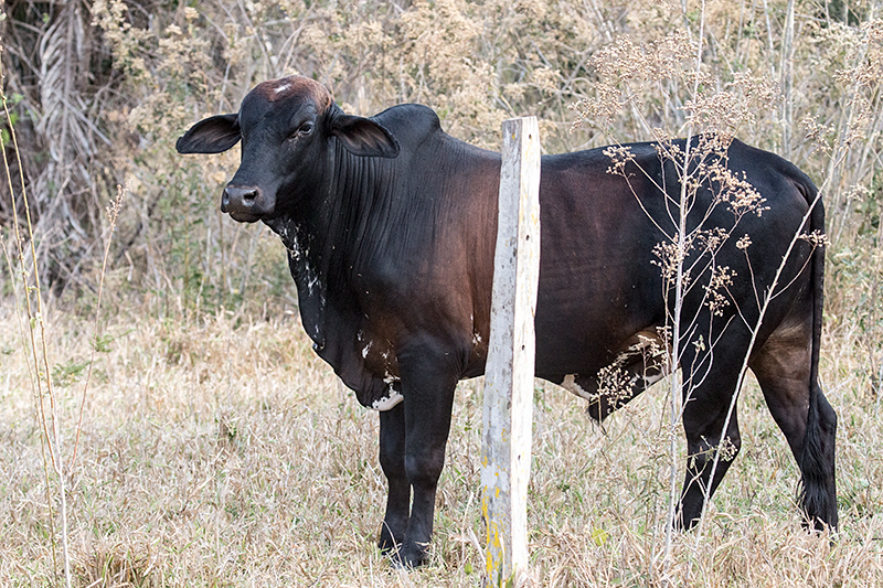Beef on the Hoof, Pousada Currupira das Araras, Brazil
