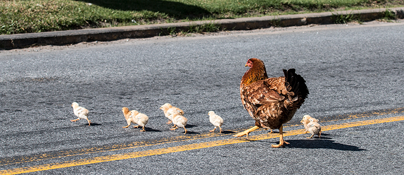 Why Did the Chickens...? Near the Hotel São Gotardo, Parque Nacional do Itatiaia, Brazil