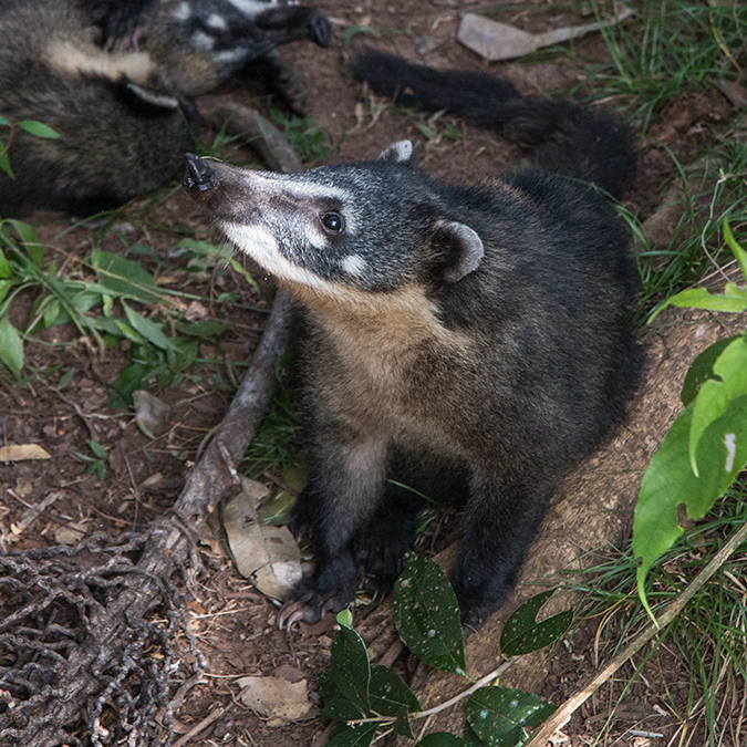 South American Coati, Iguazú National Park, Argentina