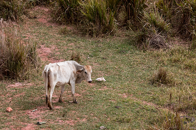 Farm Scene, en route São Gotardo to Ubatuba, Brazil
