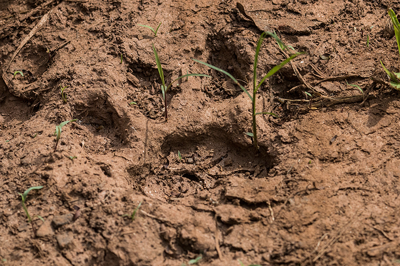 Jaguar Footprint, Iguazú National Park, Argentina