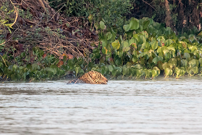 Jaguar, Cuiabá River, Porto Jofre, Brazil