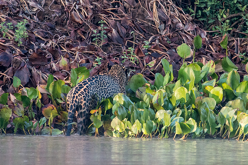 Jaguar, Cuiabá River, Porto Jofre, Brazil