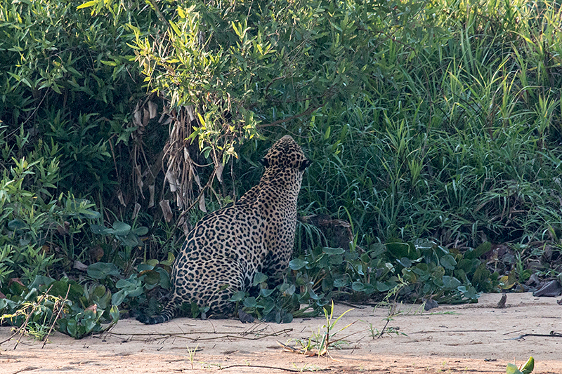 Jaguar, Cuiabá River, Porto Jofre, Brazil