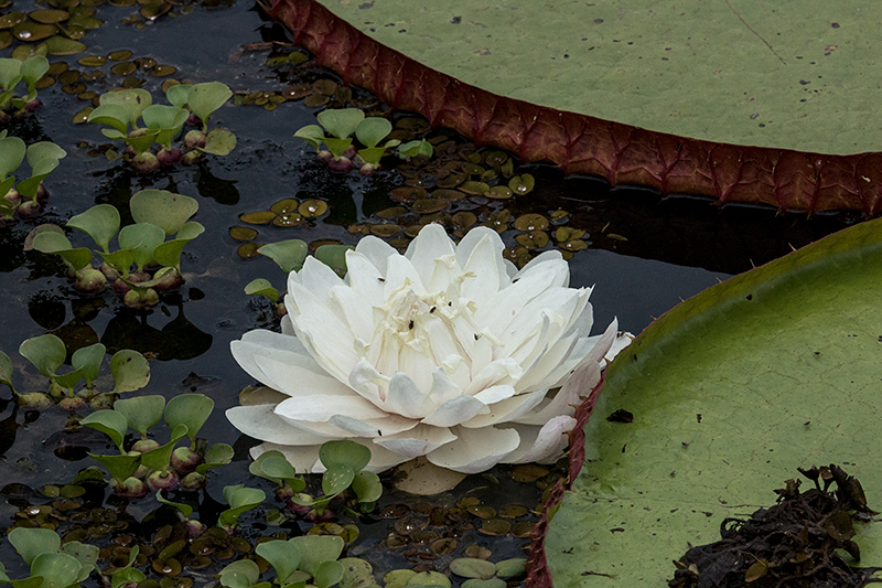 Lotus, Hotel Pantanal Norte, Porto Jofre, Brazil