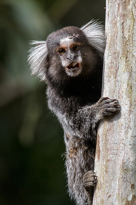 Eared Marmoset, en route S�o Paulo to Hotel do Ype,  Parque Nacional do Itatiaia, Brazil