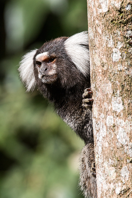 Eared Marmoset, en route São Paulo to Hotel do Ype, Parque Nacional do Itatiaia, Brazil