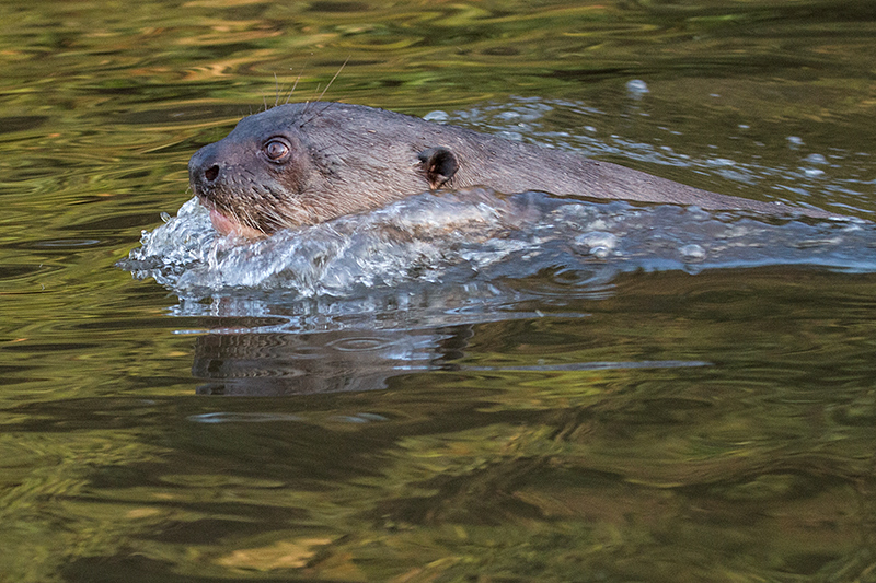 Giant River Otter, Pixiam River, Brazil