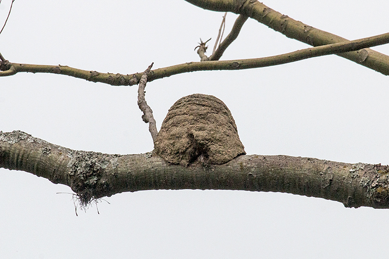 Rufous Hornero Nest, en route São Gotardo to Ubatuba, Brazil