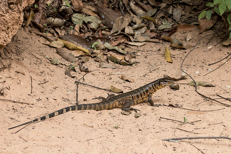 Tegu Lizard, Pousada Jardim da Amazonia, Brazil