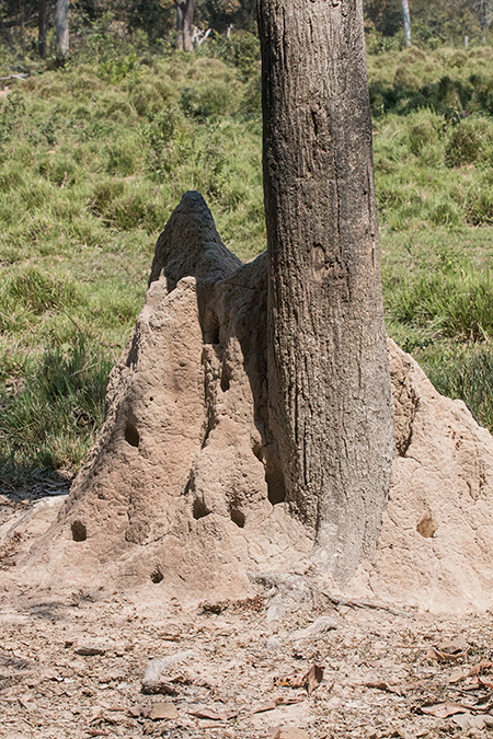 Termite Mound, Piuval Lodge, Brazil