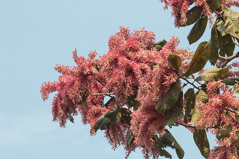 Flowering Tree, Hotel Pantanal Norte, Porto Jofre, Brazil