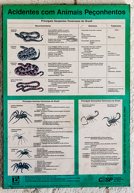 Venomous Critters, Angelim Rainforest, Brazil