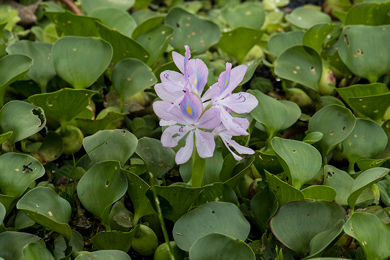 Water Hyacinth, Hotel Pantanal Norte, Porto Jofre, Brazil