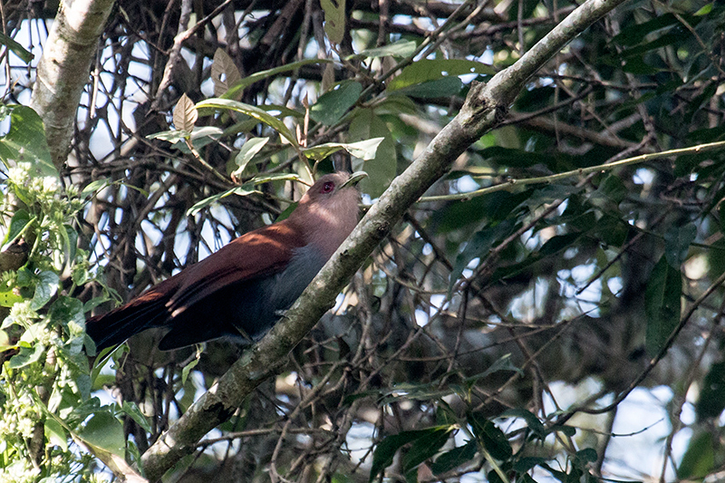 Squirrel Cuckoo, Iguazú National Park, Argentina