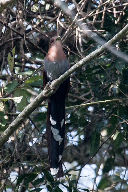 Squirrel Cuckoo, Iguazú National Park, Argentina