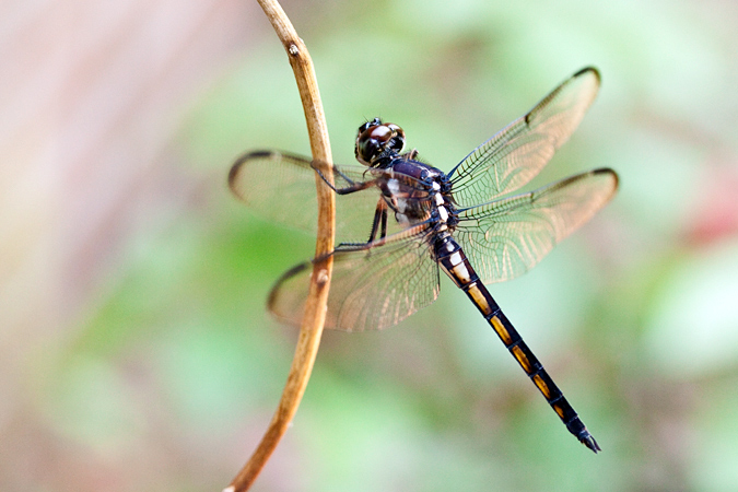 Immature Female Blue Dasher, Jacksonville, Florida by Richard L. Becker