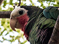 Cuban Parrot, A Cuban Endemic, La Boca de Guam�, Zapata Peninsula, Cuba