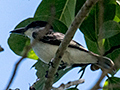 Giant Kingbird, A Cuban Endemic, Hacienda Cortina, La G�ira National Park, Cuba