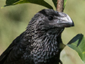 Smooth-billed Ani, Hacienda Cortina, La G�ira National Park, Cuba