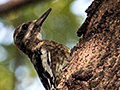Yellow-bellied Sapsucker, La Boca de Guam�, Zapata Peninsula, Cuba
