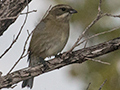 Zapata Sparrow - A Cuban Endemic, Cayo Pared�n Grande, Cuba