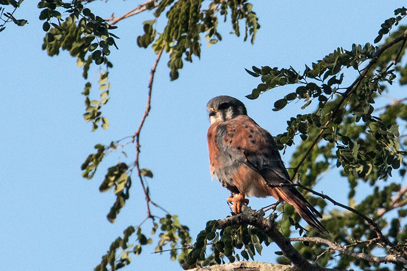 Red Morph American Kestrel - Cuban Subspecies, Hacienda Cortina, La Güira National Park, Cuba