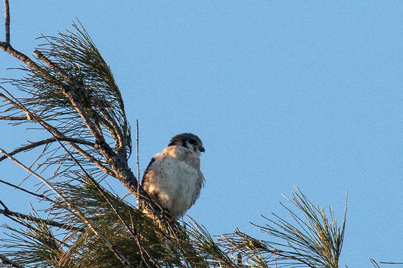 White Morph American Kestrel - Cuban Subspecies, Hacienda Cortina, La Güira National Park, Cuba