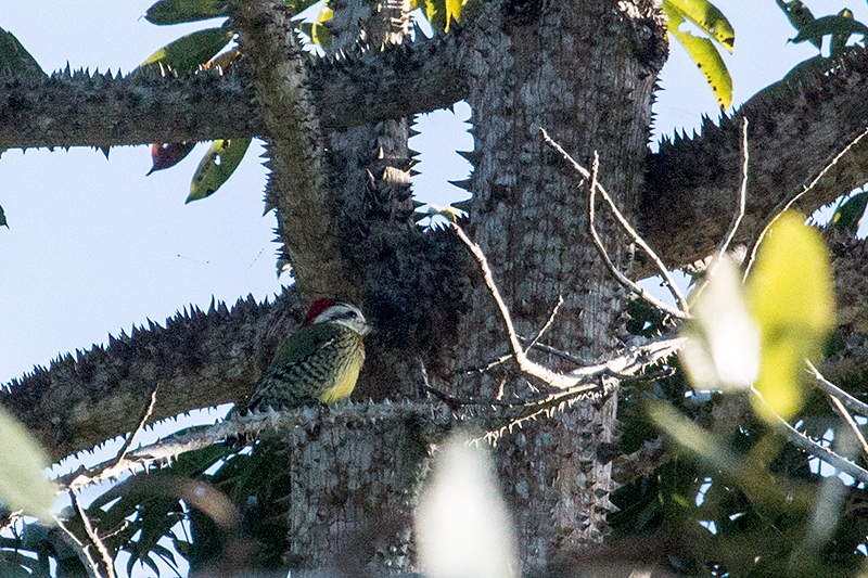 Cuban Green Woodpecker - A Cuban Endemic - La Cueva de los Portales, La G�ira National Park, Cuba