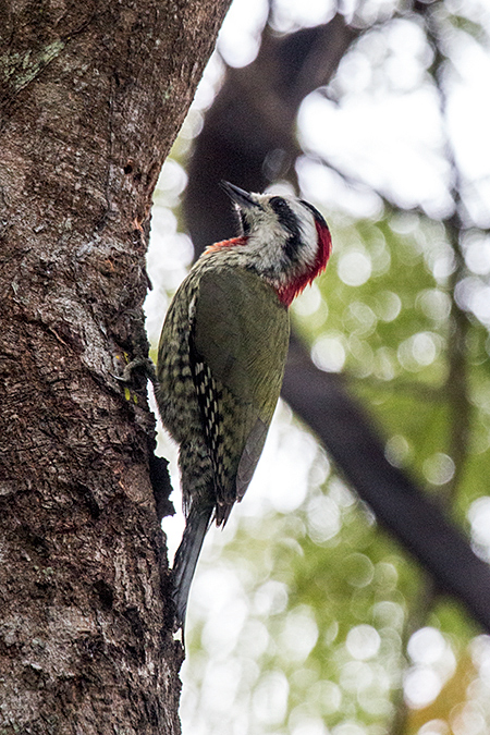Cuban Green Woodpecker - A Cuban Endemic - La Boca de Guam�, Zapata Peninsula, Cuba