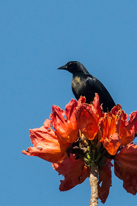 Cuban Blackbird, A Cuban Endemic, La Boca de Guam�, Zapata Peninsula, Cuba