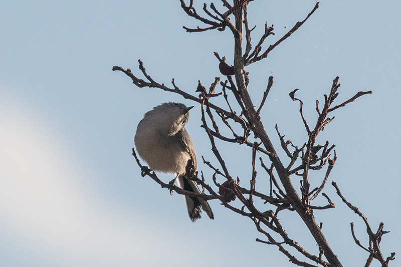 Cuban Gnatcatcher, A Cuban Endemic, Cayo Pared�n Grande, Cuba