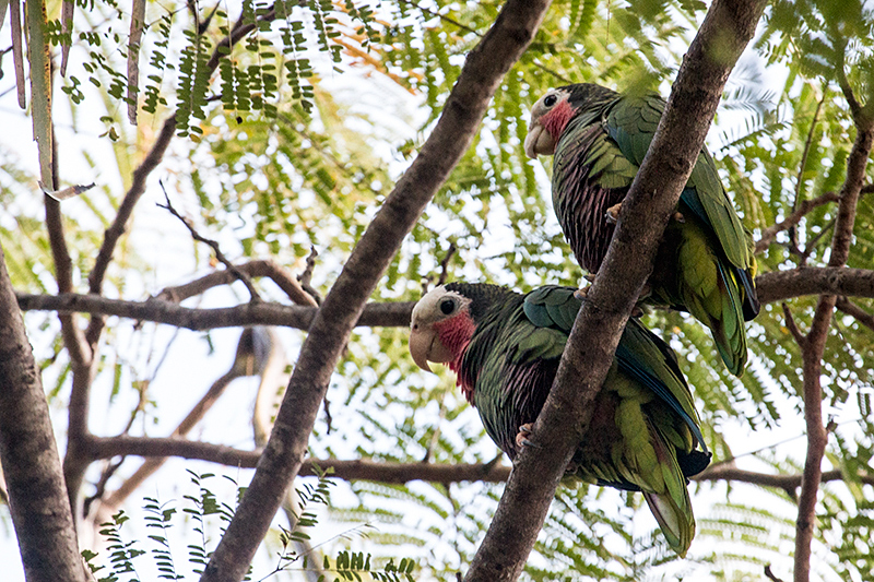 Cuban Parrot, A Cuban Endemic, La Boca de Guam�, Zapata Peninsula, Cuba