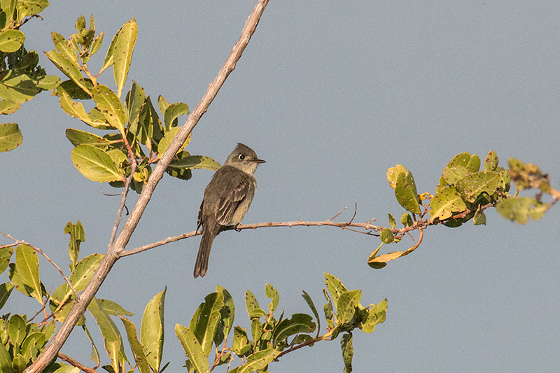 Cuban Pewee, Cayo Pared�n Grande, Cuba