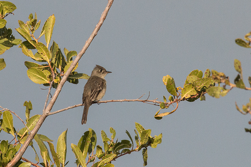 Cuban Pewee, Cayo Paredón Grande, Cuba