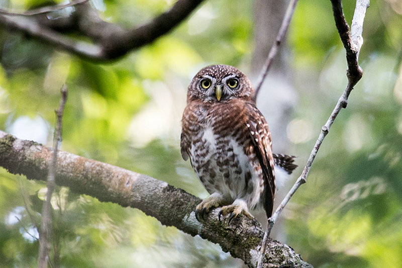 Cuban Pygmy-Owl — A Cuban Endemic, Guanahacabibes Peninsula, Cuba