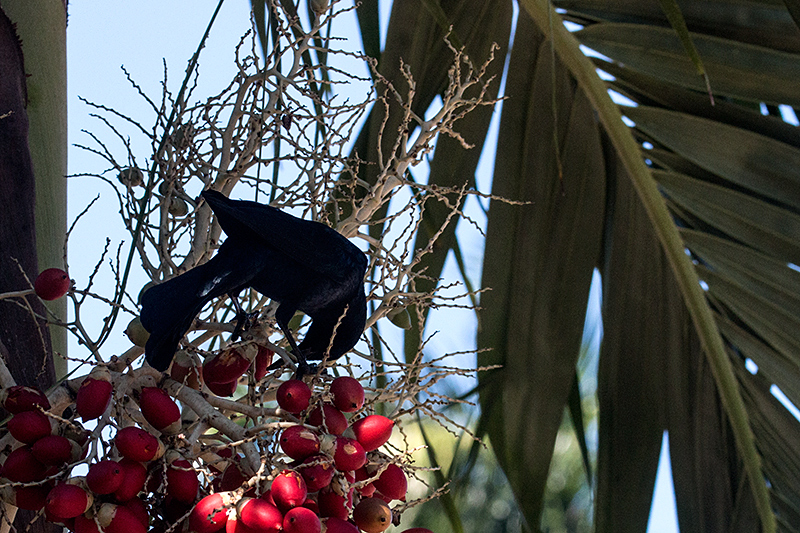 Greater Antillean Grackle, La Boca de Guamá, Zapata Peninsula, Cuba