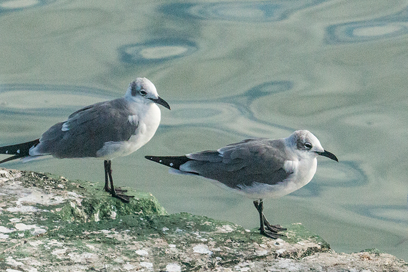 Laughing Gull, Cayo Pared�n Grande, Cuba