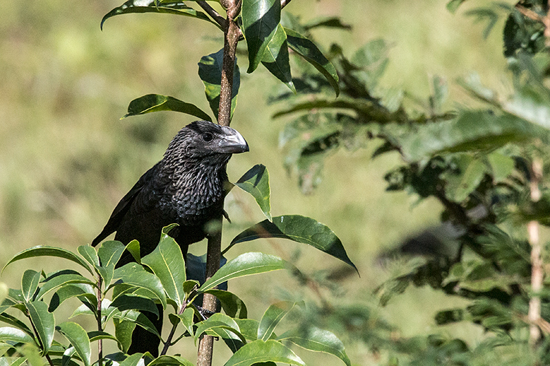 Smooth-billed Ani, Hacienda Cortina, La G�ira National Park, Cuba