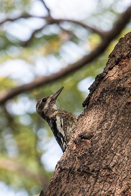 Yellow-bellied Sapsucker, La Boca de Guam�, Zapata Peninsula, Cuba