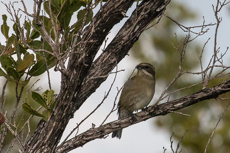Zapata Sparrow, A Cuban Endemic, Cayo Pared�n Grande, Cuba