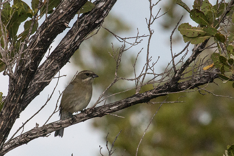 Zapata Sparrow, A Cuban Endemic, Cayo Paredón Grande, Cuba