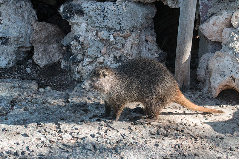 Hutia, La Boca de Guam�, Zapata Peninsula, Cuba