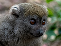 Eastern Lesser Bamboo Lemur, Lemur Island, Madagascar