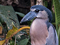 Boat-billed Heron, Chiriqu� Grande, Bocas del Toro, Panama