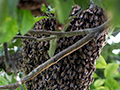 Bee Swarm, Chiriqu� Grande, Bocas del Toro, Panama