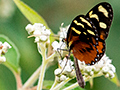 Butterfly, Chiriqu� Grande, Bocas del Toro, Panama