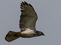 Broad-winged Hawk, Punta Robalo, Chiriqu� Grande, Bocas del Toro, Panama